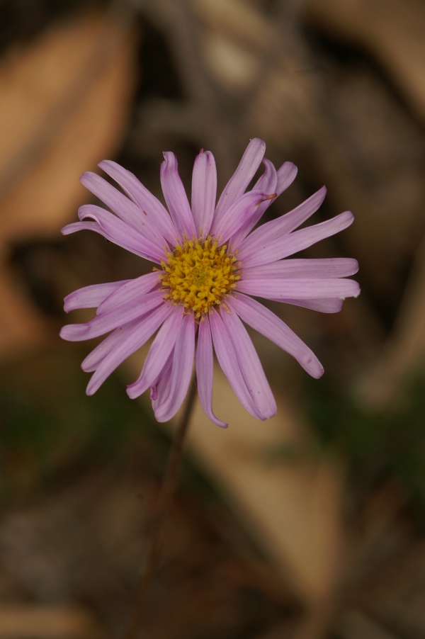 Olearia ciliata